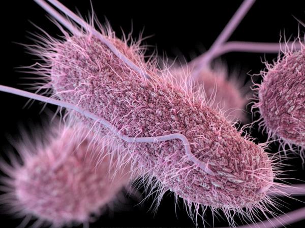 不要吃饼干面团:疾病预防控制中心警告沙门氏菌爆发与生面粉有关